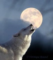 /album/secret-singing-wolves/white-wolf-moon-jpg/